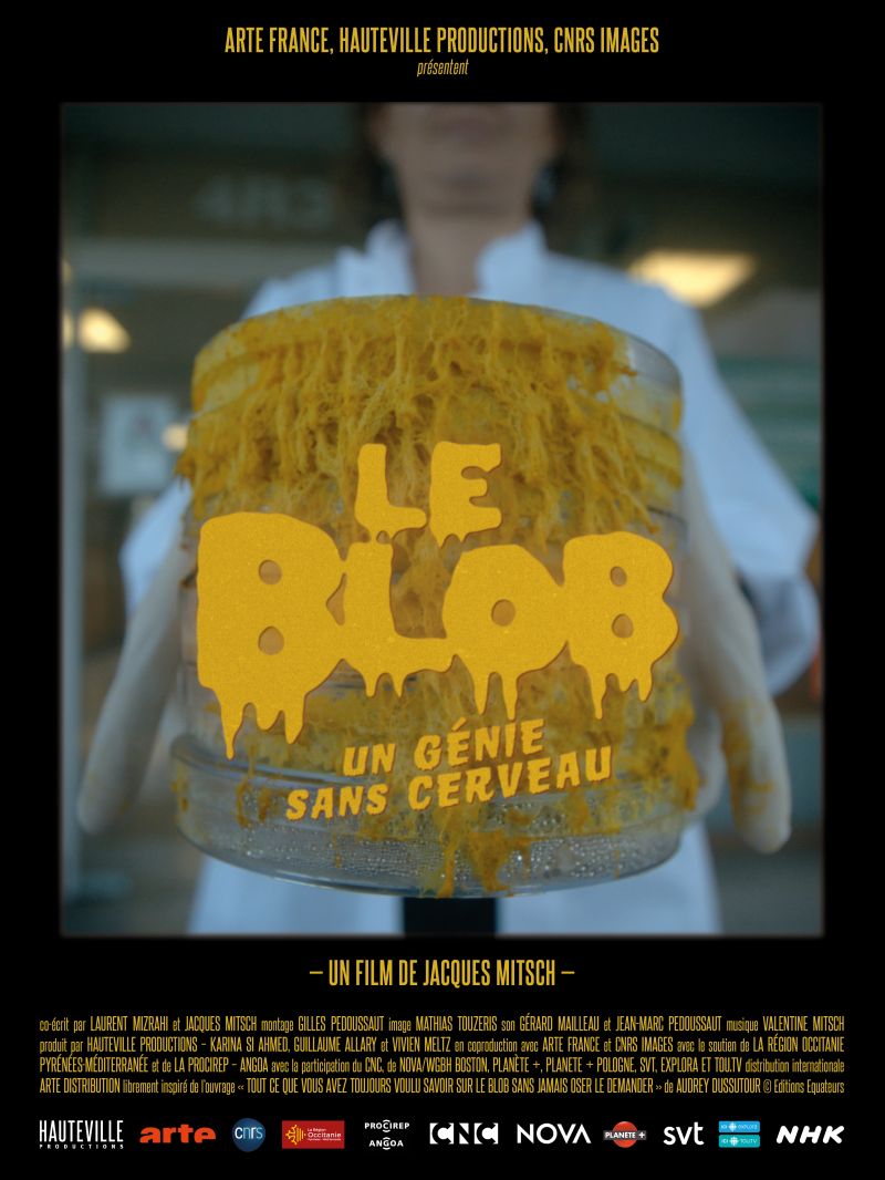 Le Blob, un génie sans cerveau