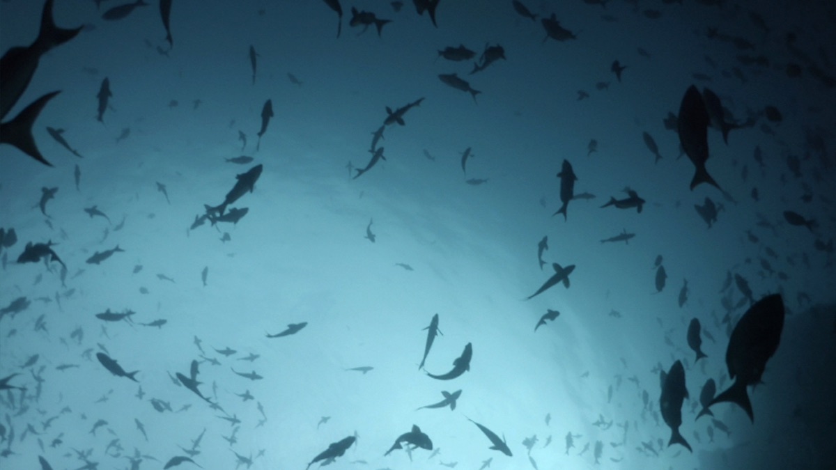 Devil Sharks