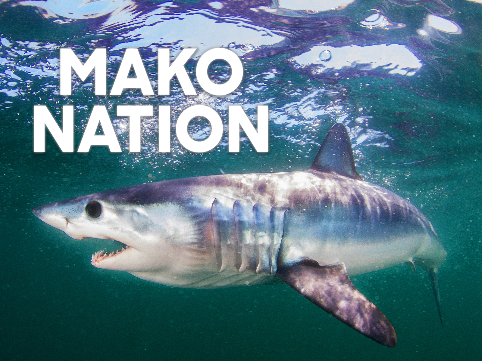 Mako Nation