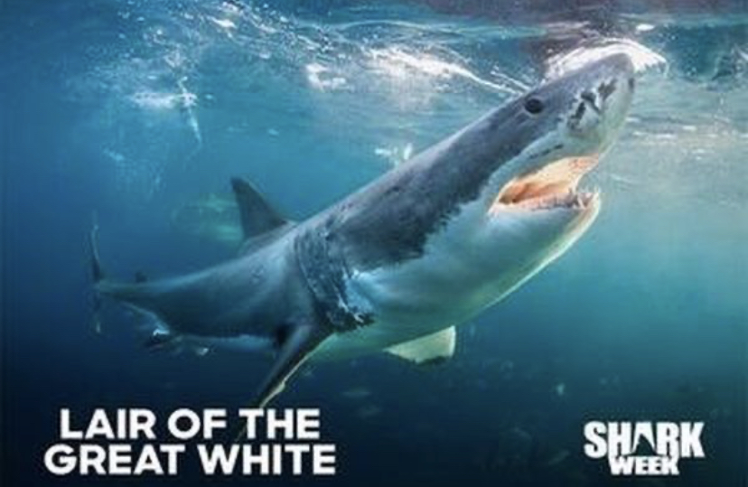 Lair of the Great White