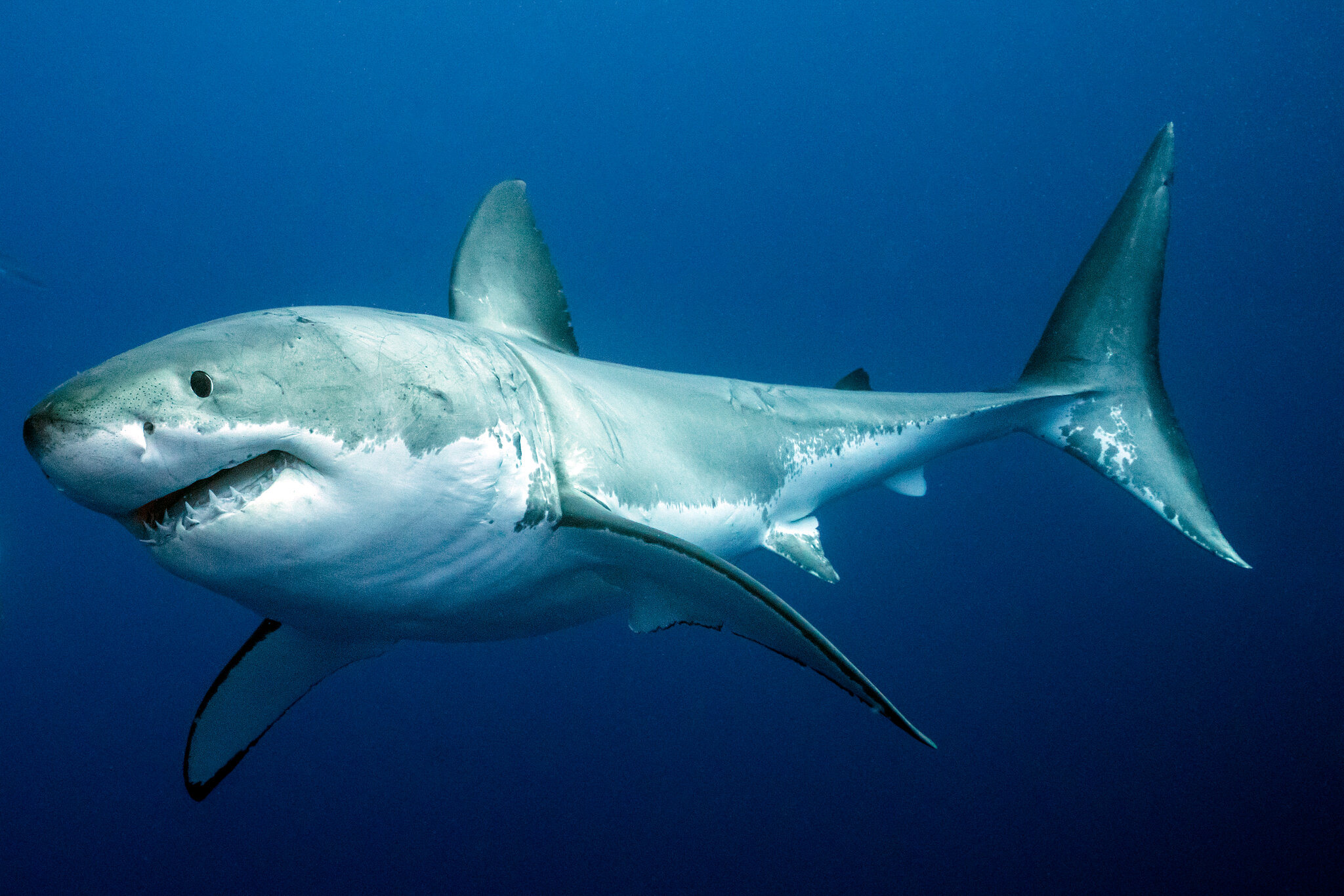 Wicked Sharks
