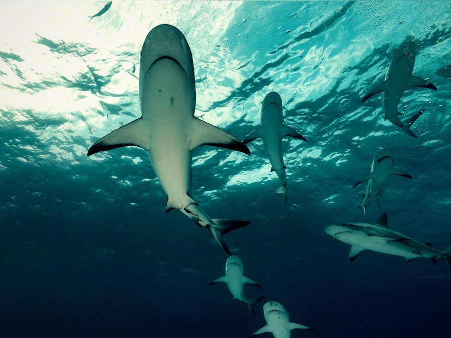 Day of the Shark 3