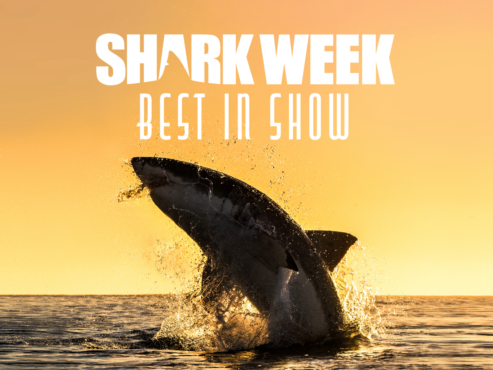 Shark Week Best in Show