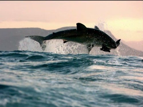 How Sharks Hunt