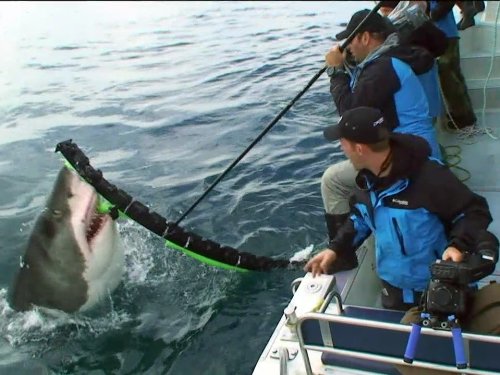 Shark Week's Impossible Shot