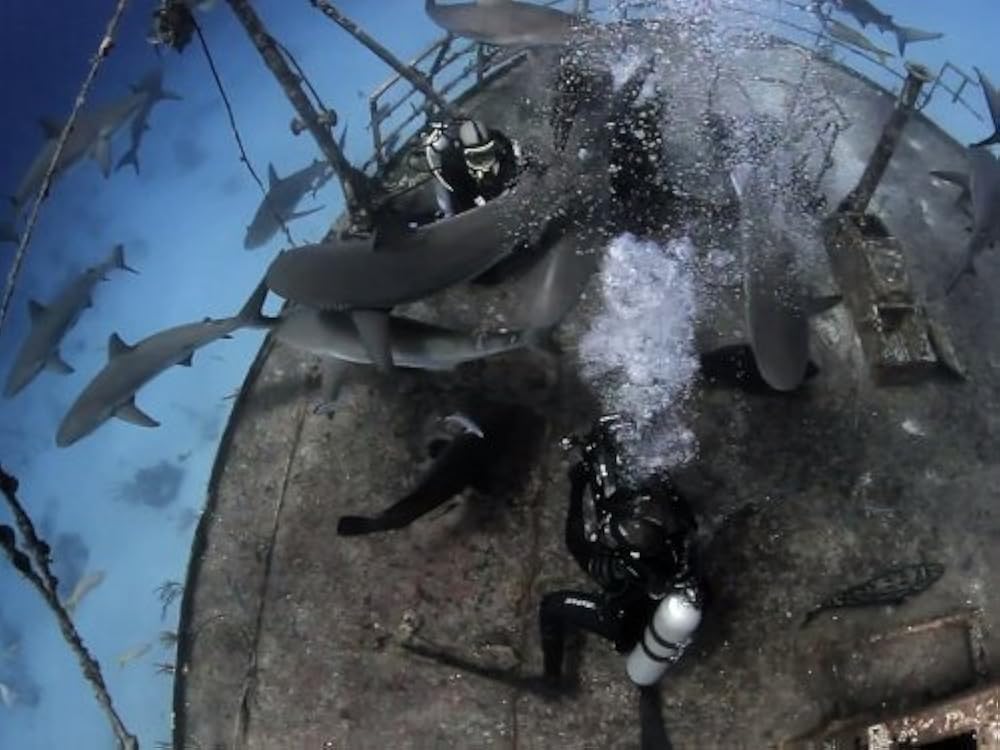 Sharkpocalypse