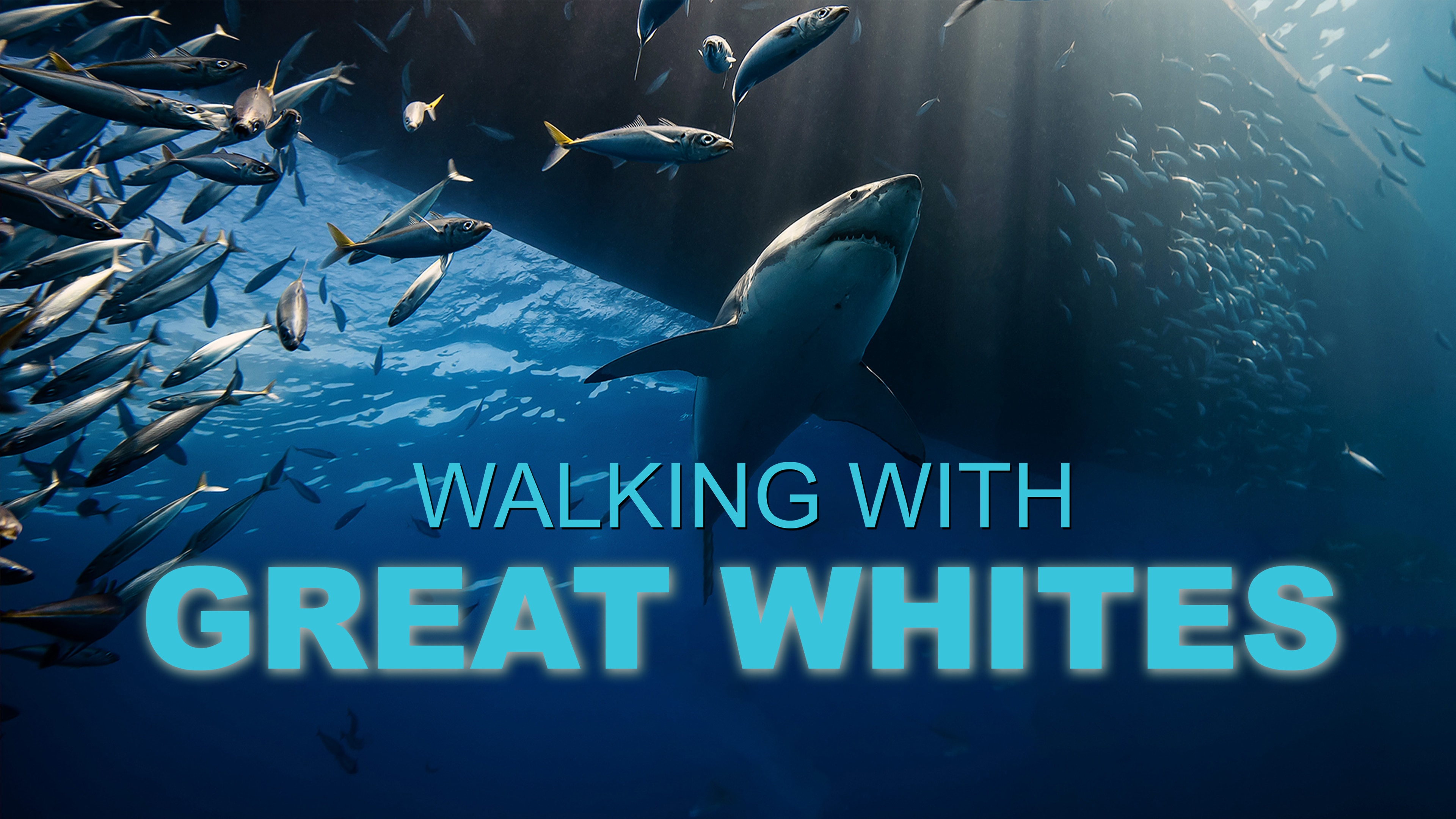 Air Jaws: Walking with Great Whites