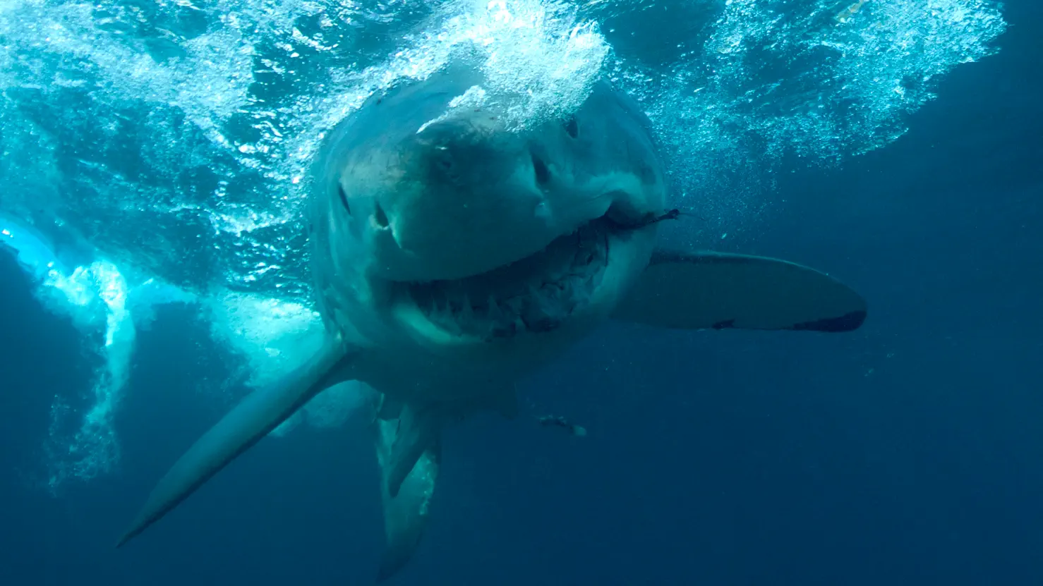 Wrath of a Great White Serial Killer
