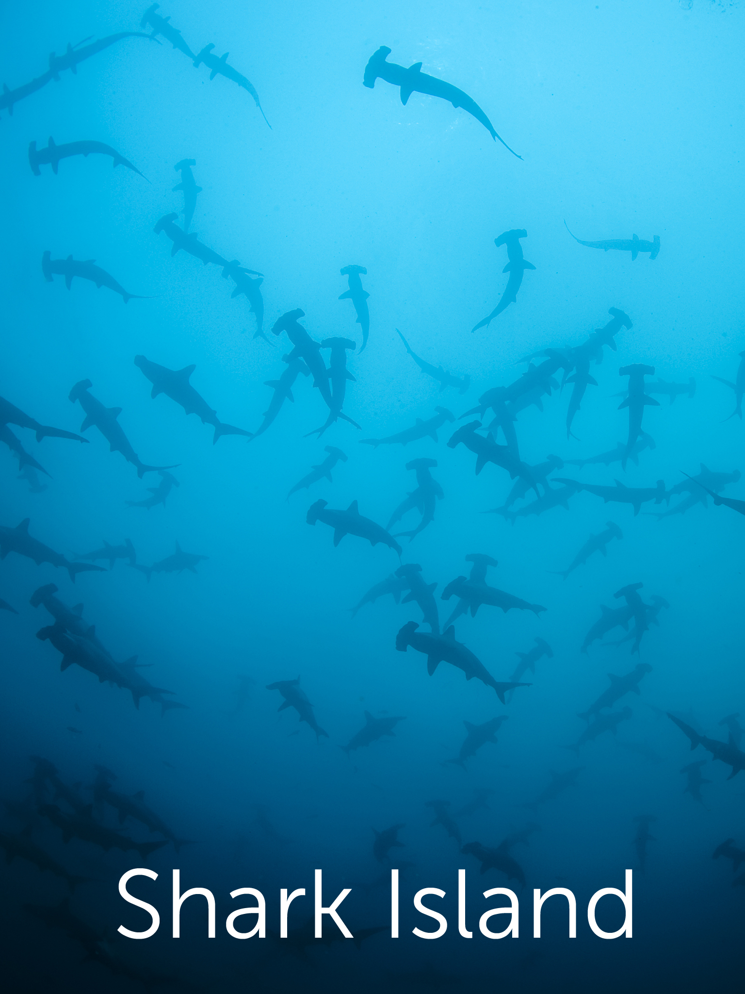 Shark Island