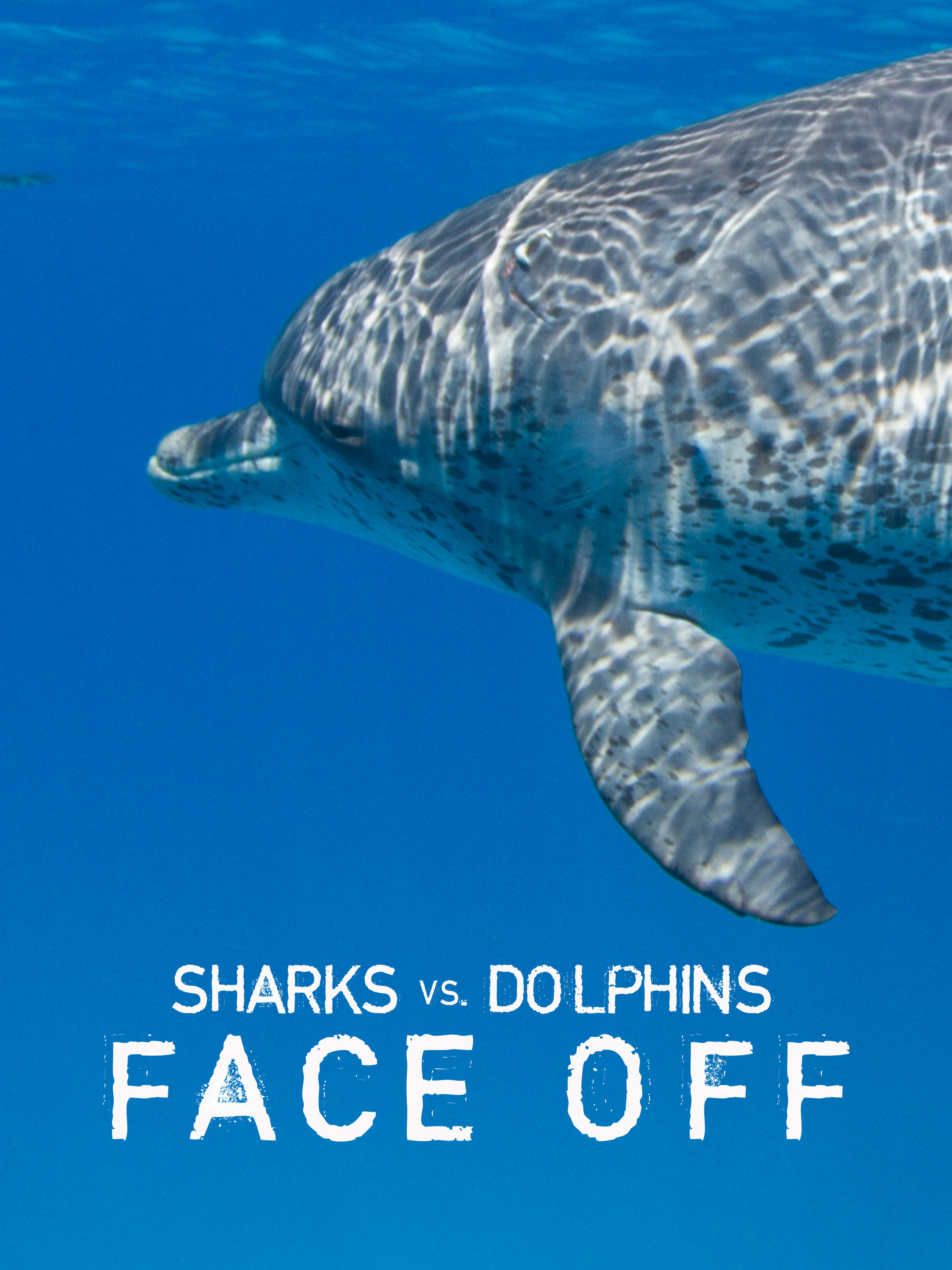 Sharks vs. Dolphins: Face Off