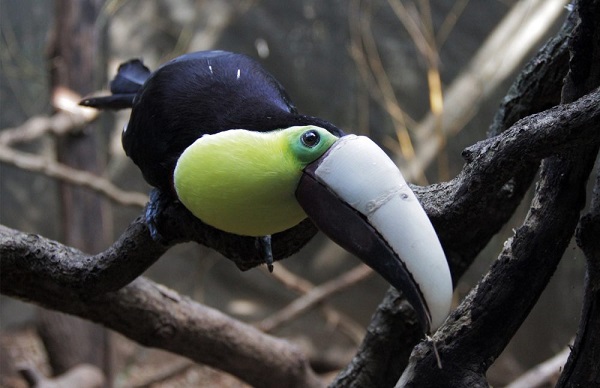 Toucan Nation