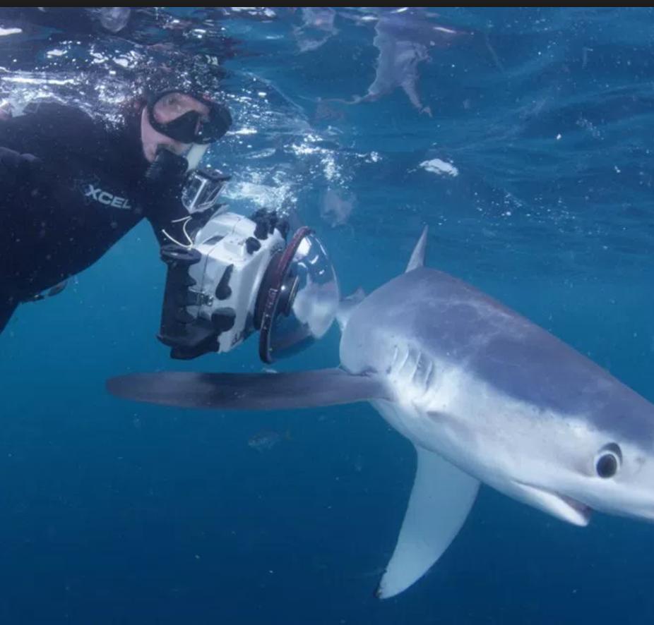 Shark Vortex