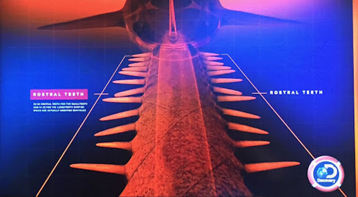 Lair of the Sawfish