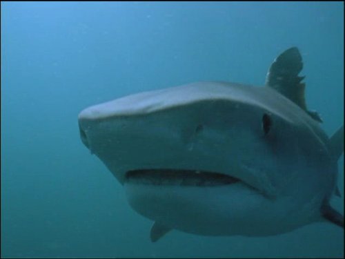 Bull Shark: World's Deadliest Shark