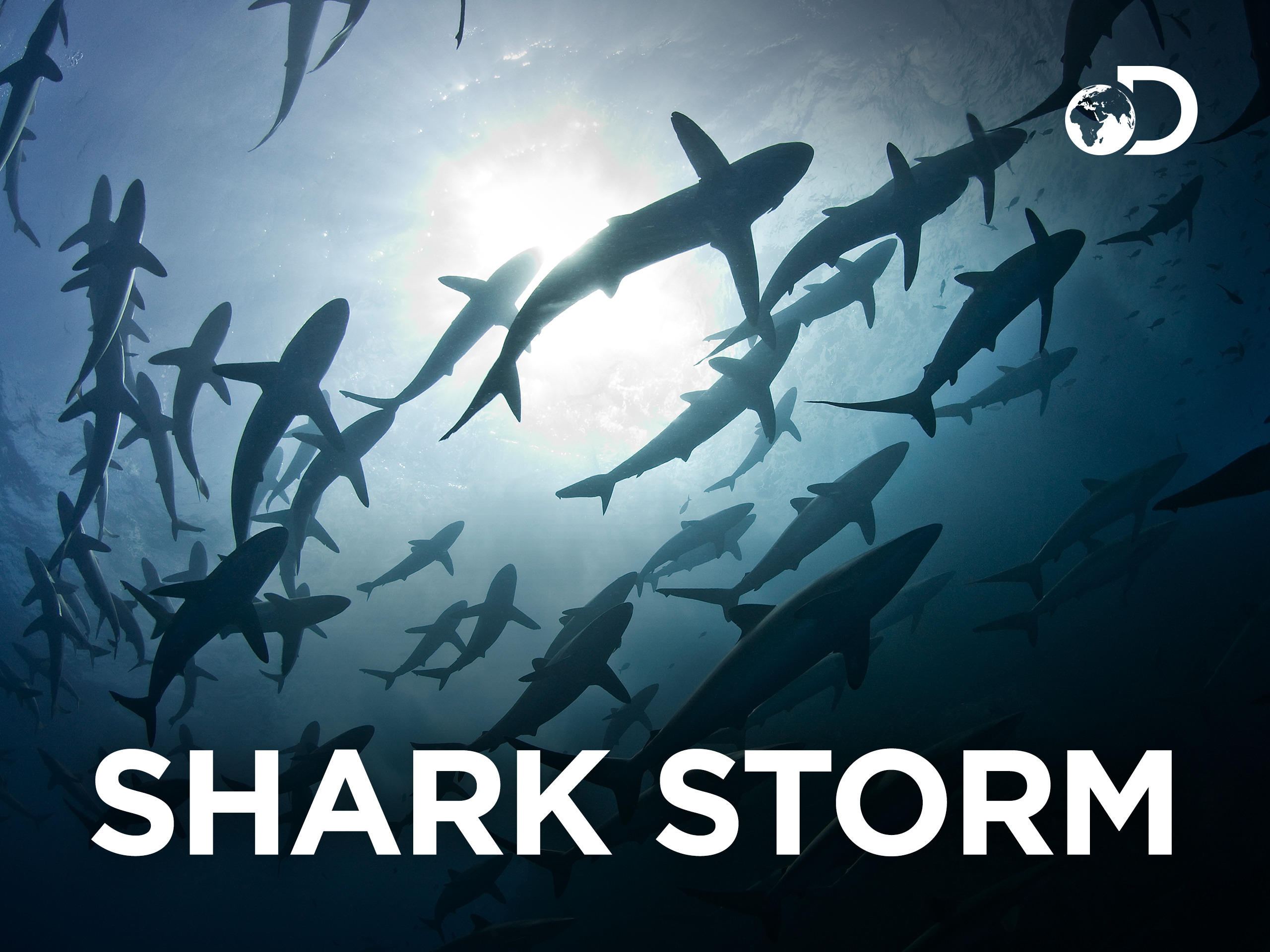 Shark Storm