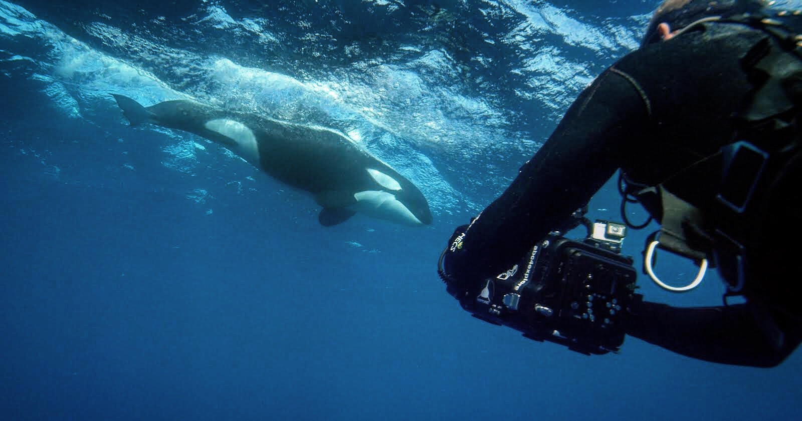 Air Jaws: The Hunted