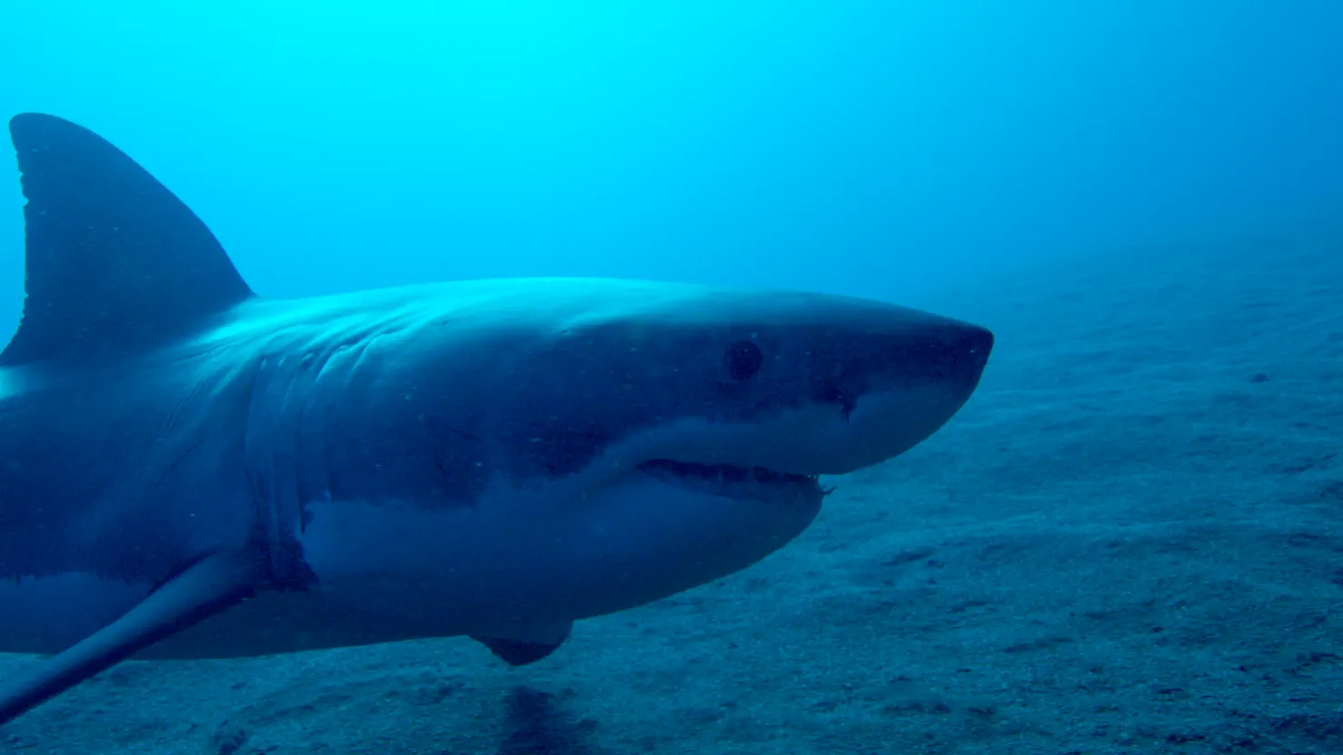 Great White Abyss