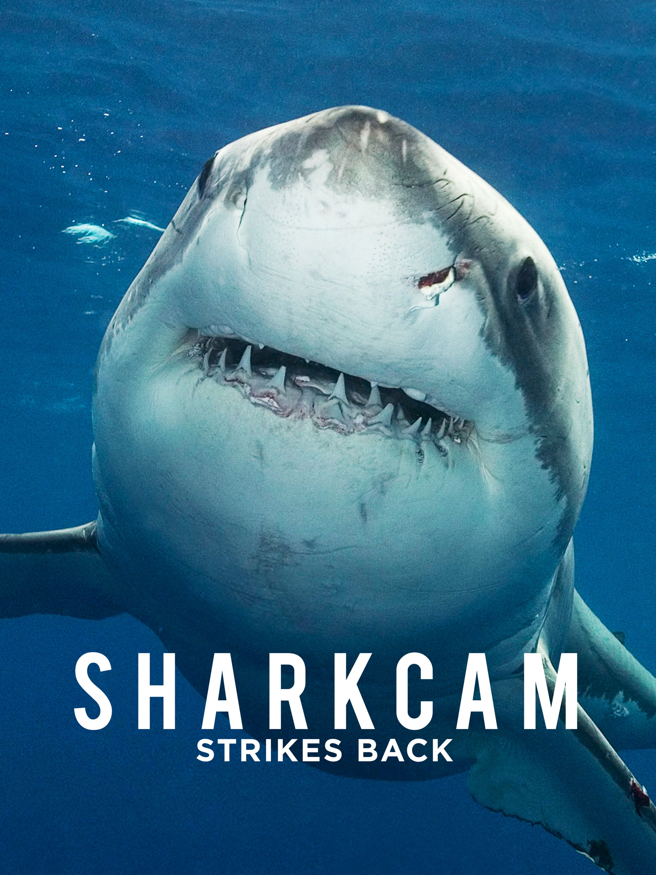 Sharkcam Strikes Back