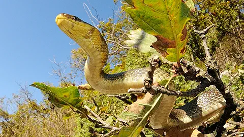 Sun-Seeking Creatures - A Mediterranean World