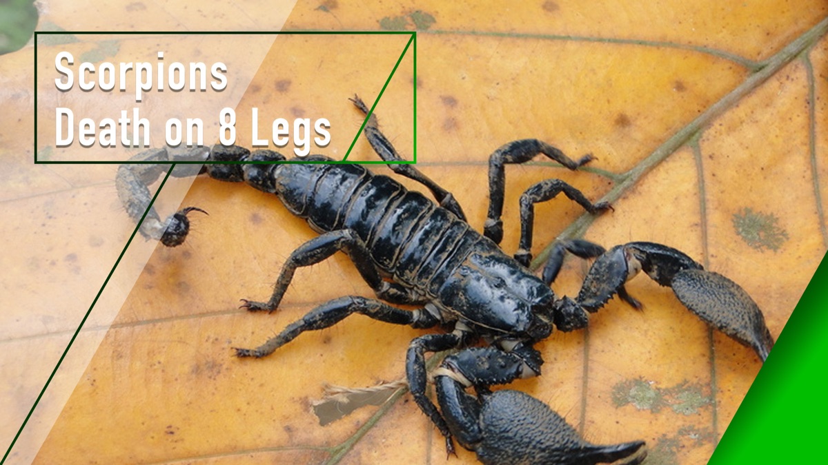 Scorpions - Death on 8 Legs