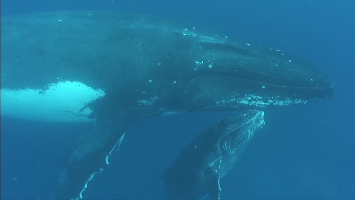 In the Feeding Grounds of the Humpback Whales